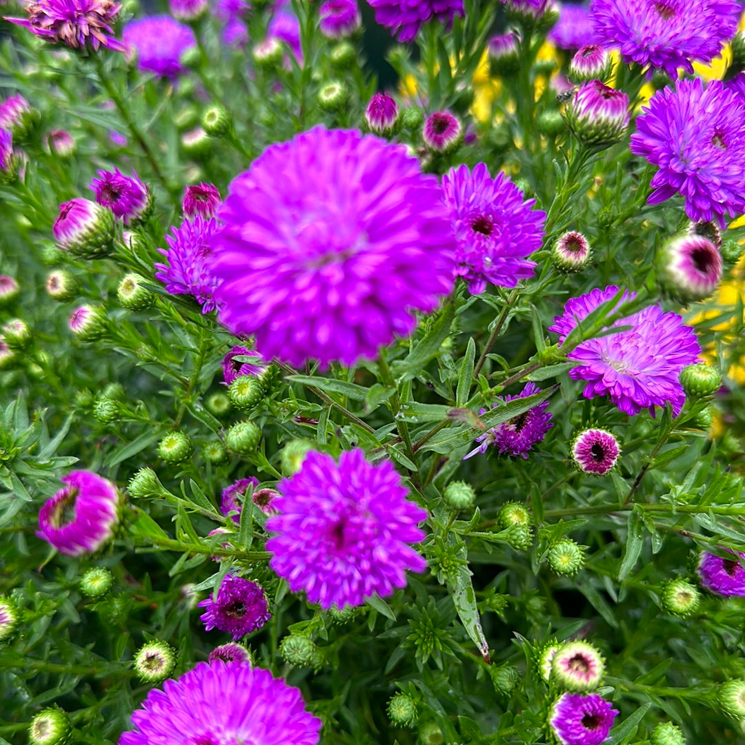 Fall Aster
