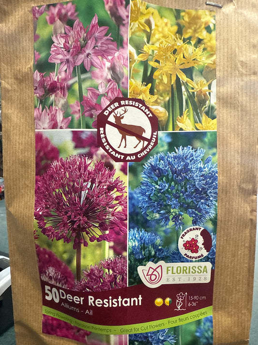 Allium Mix