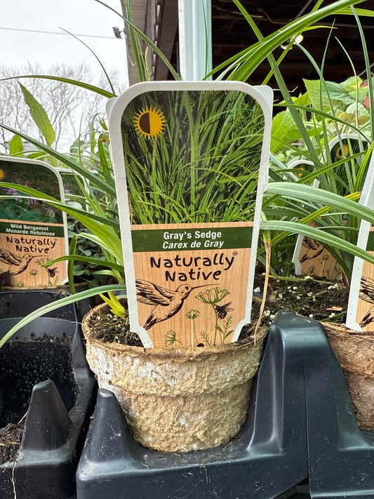 4" Gray's Sedge 'Carex Grayi'