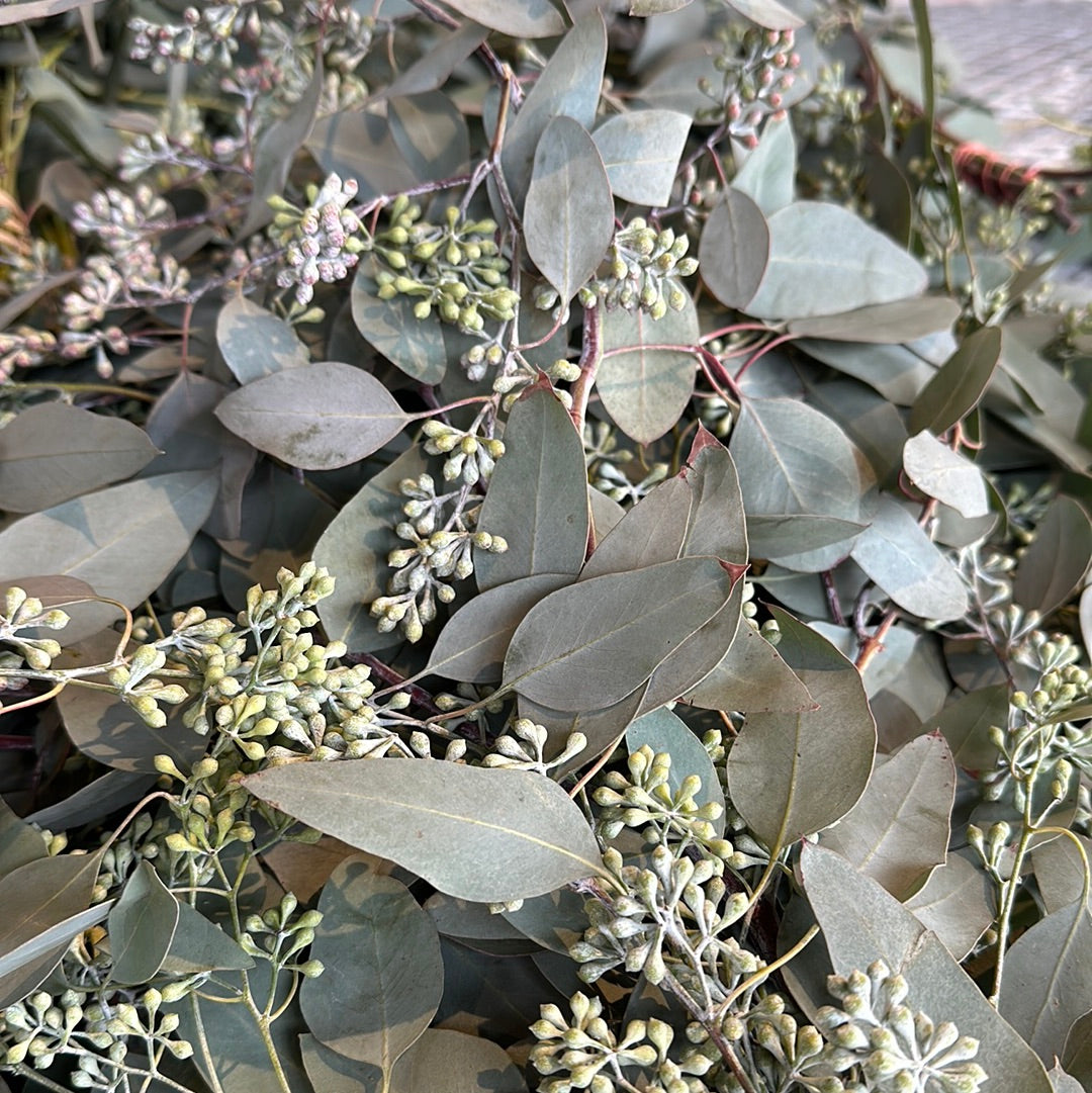 Seeded Eucalyptus Bunch - Cut