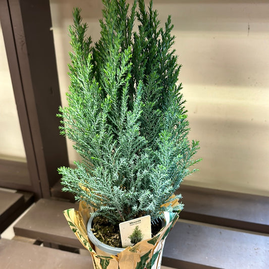 4" Moonlit False Cypress Potted Tree