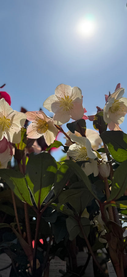 Helleborus