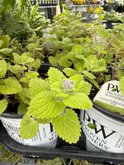 1 gal Catmint  (Nepeta)