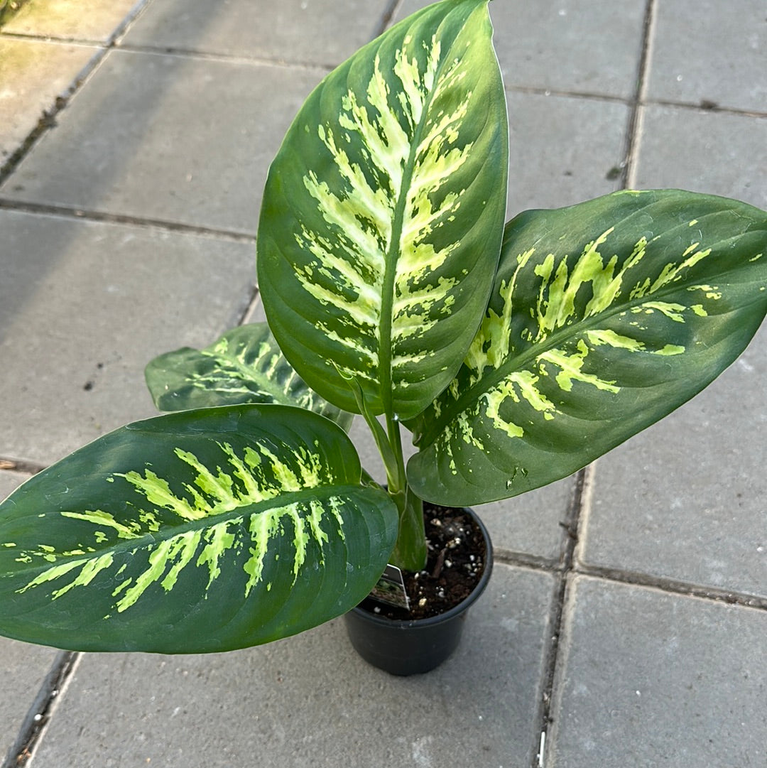 Dieffenbachia 'Tropic Snow'