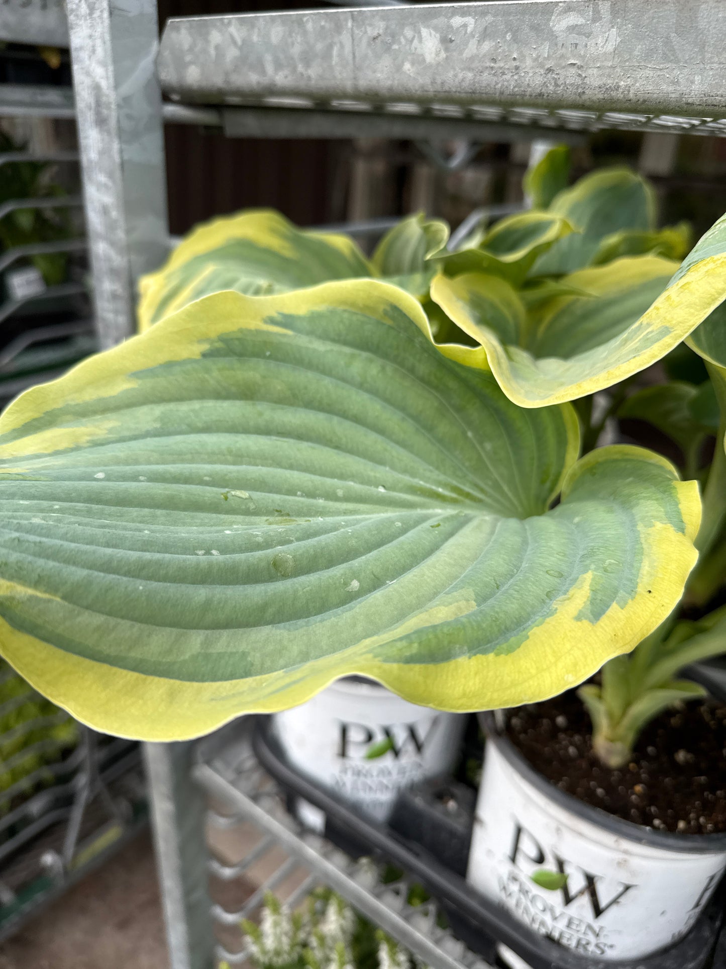1 Gal Hosta 'Gigantisaurus'