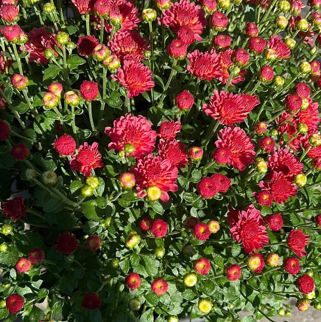 10" Mum