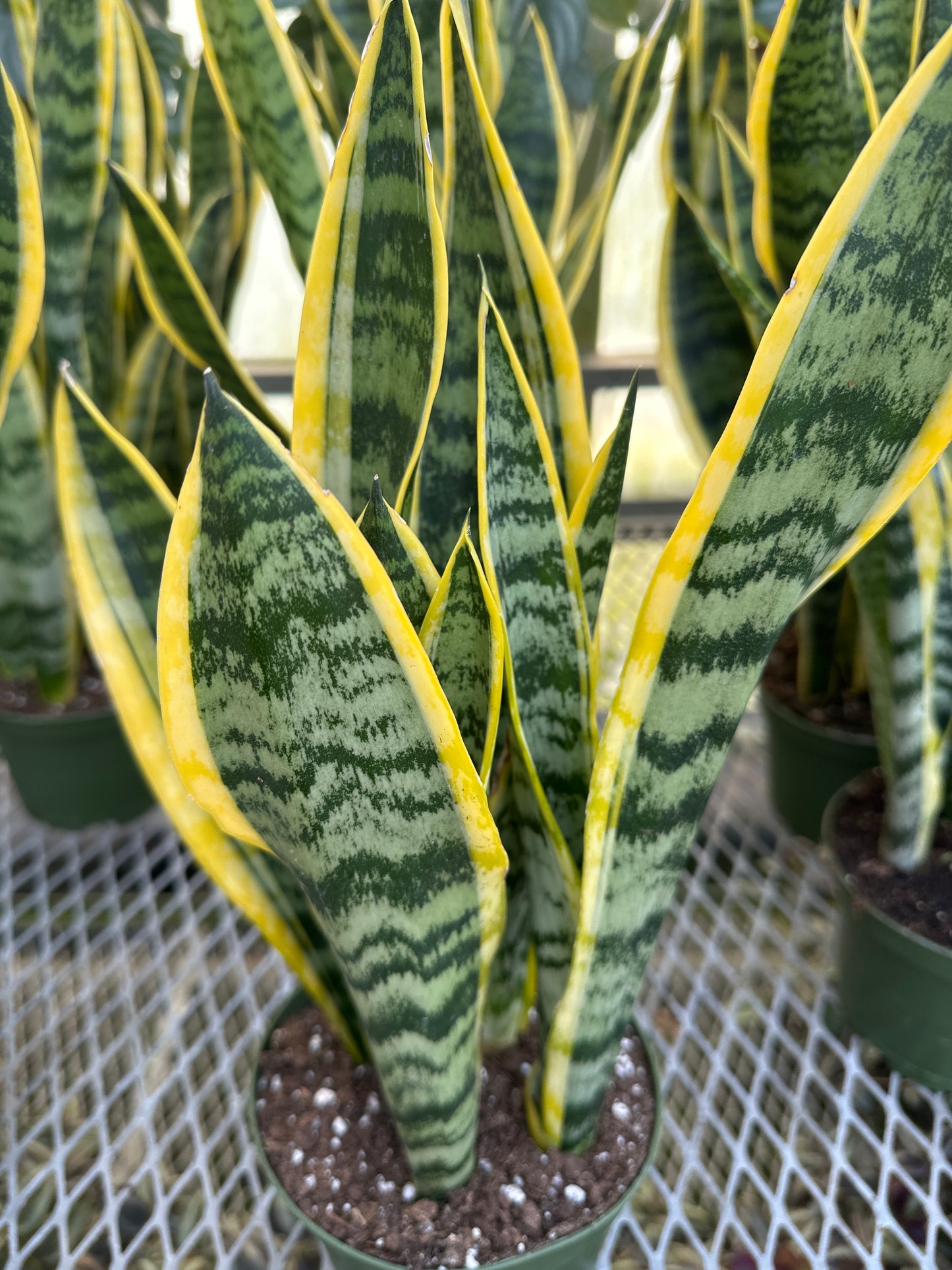 Snake Plant 'Sanseveria Laurentii'