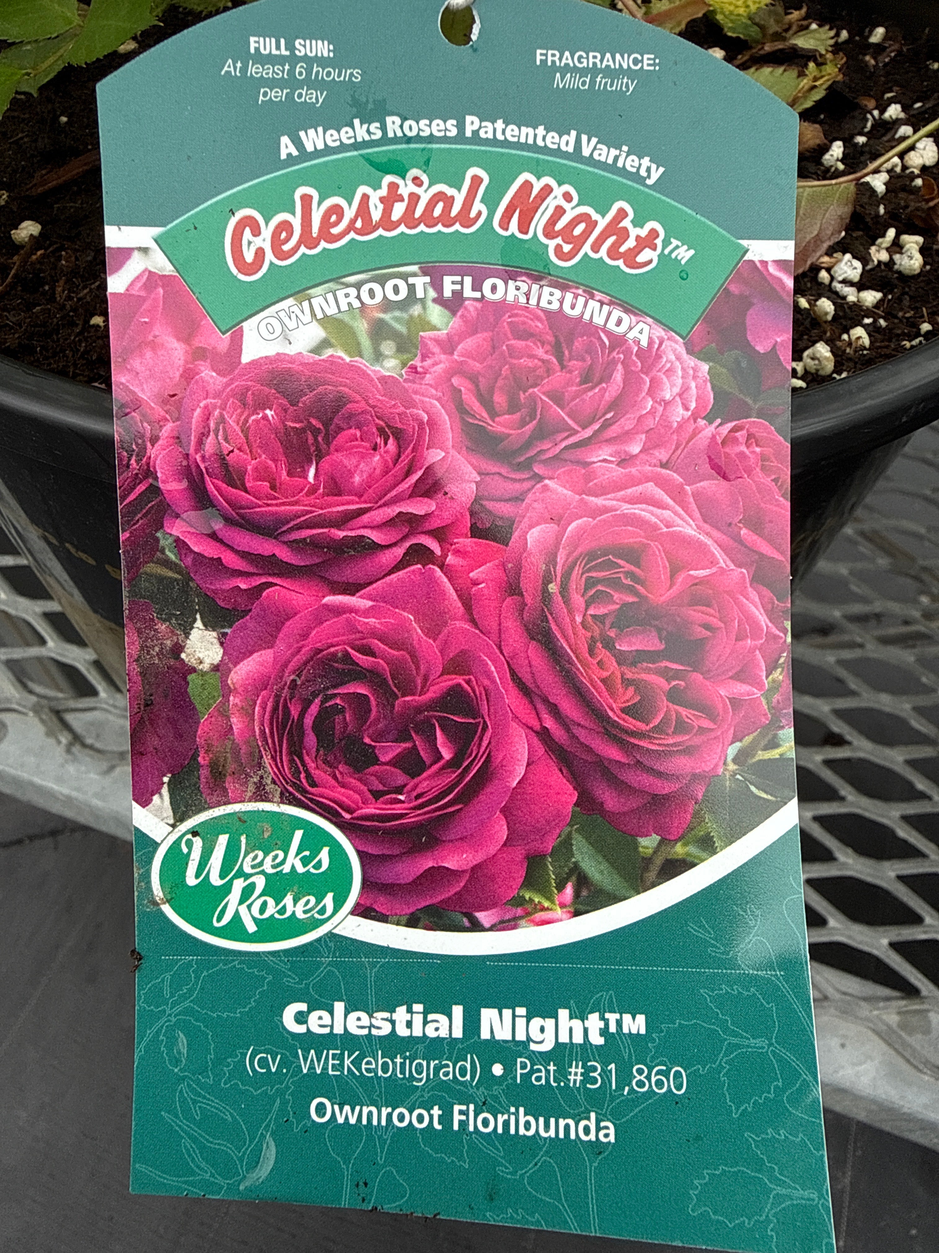 Weeks Roses 'Celestial Night' – WINONA GARDENS