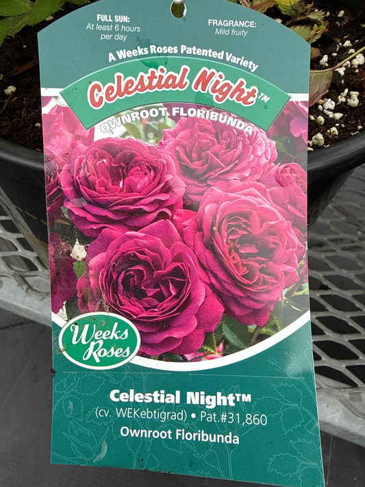 Weeks Roses 'Celestial Night'