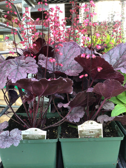 1 Gal Heuchera (Coral Bells)