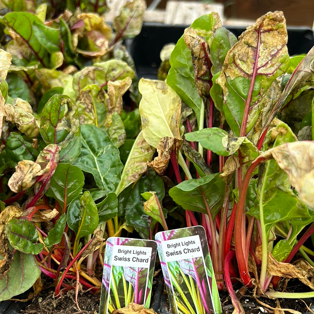 Swiss Chard (Multi pack)