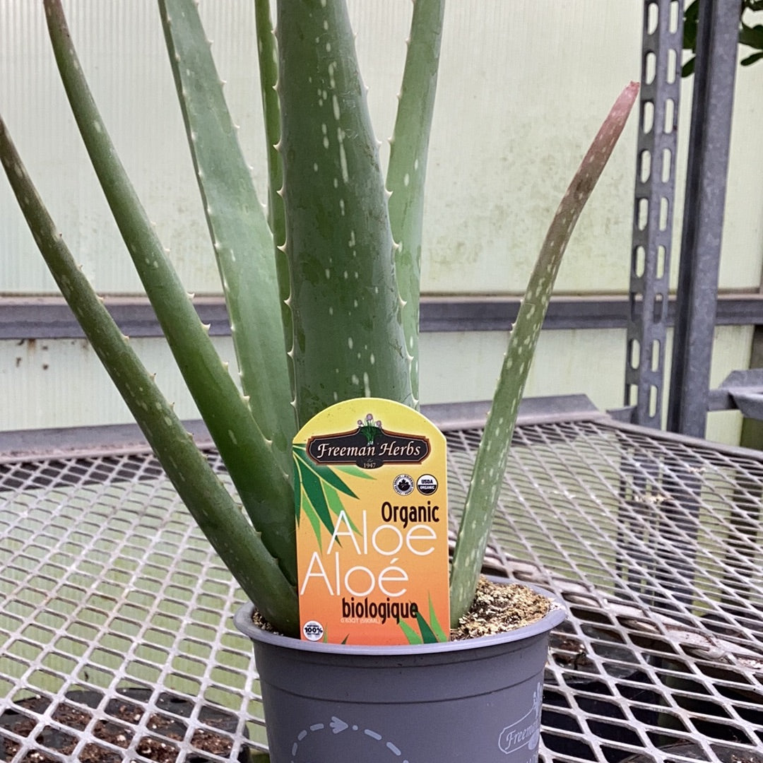 Aloe Vera