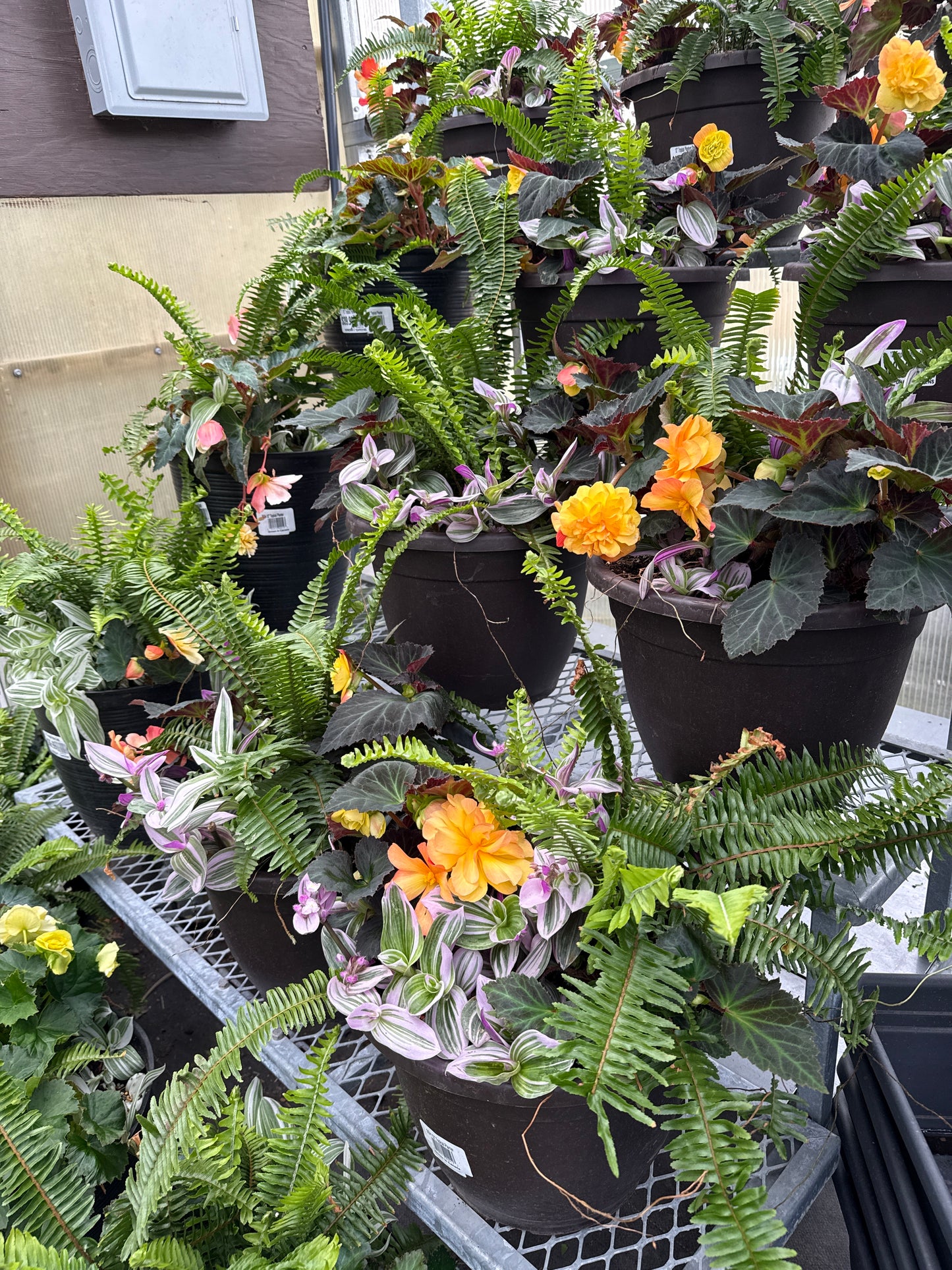 12" Tropical Planters