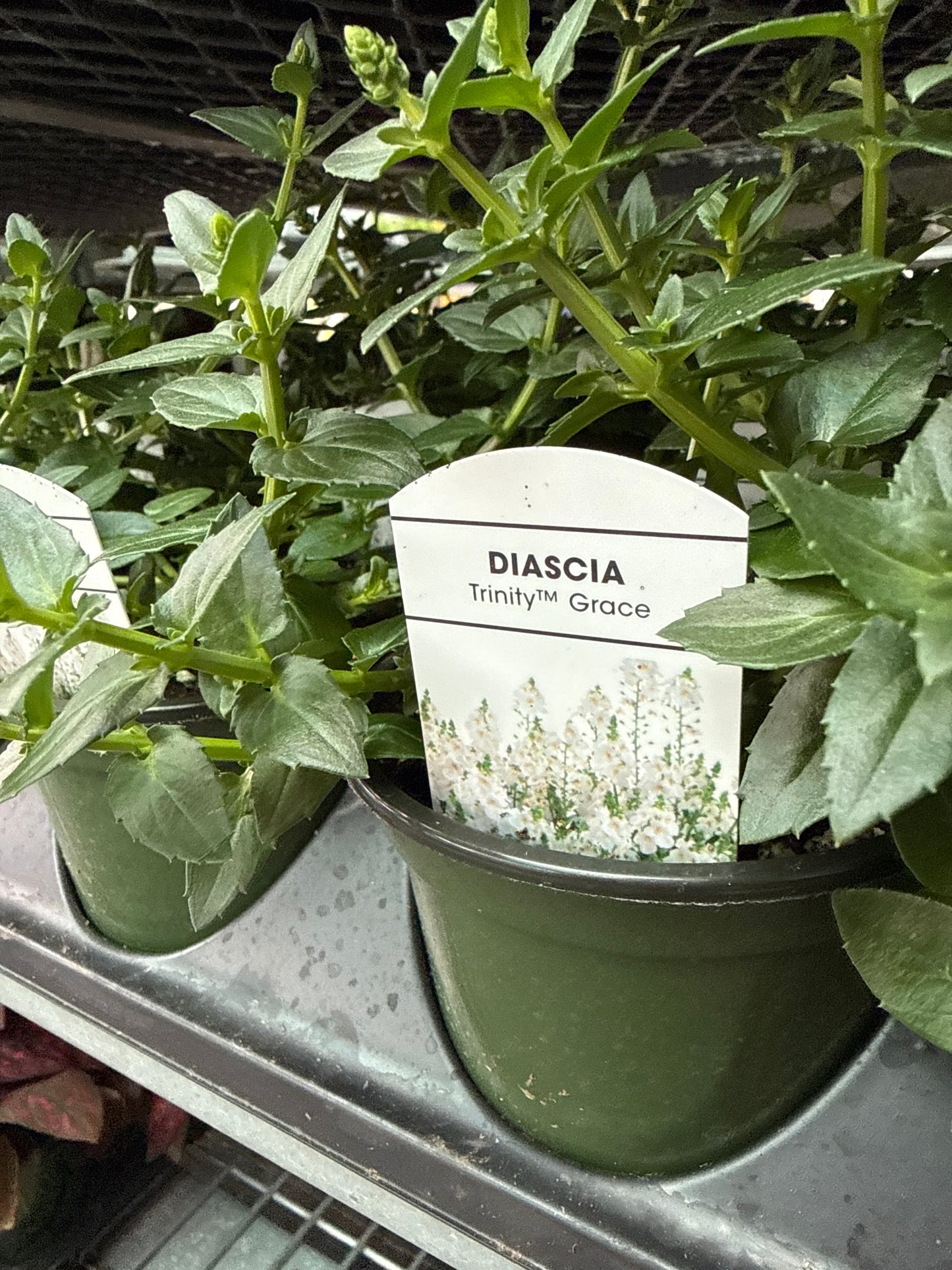 4” Diascia