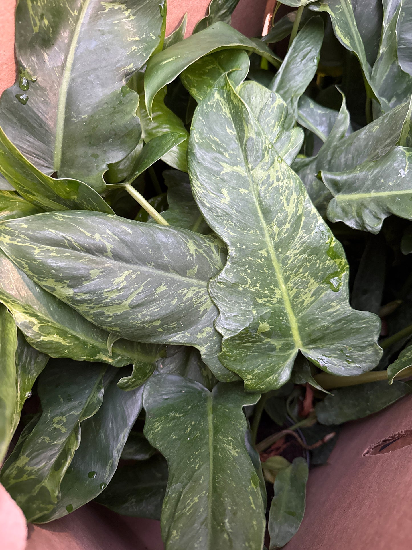 4" Philodendron 'Green Dragon' Variegated