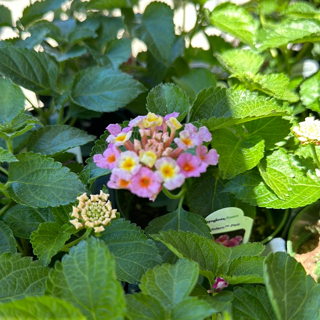 4" Lantana