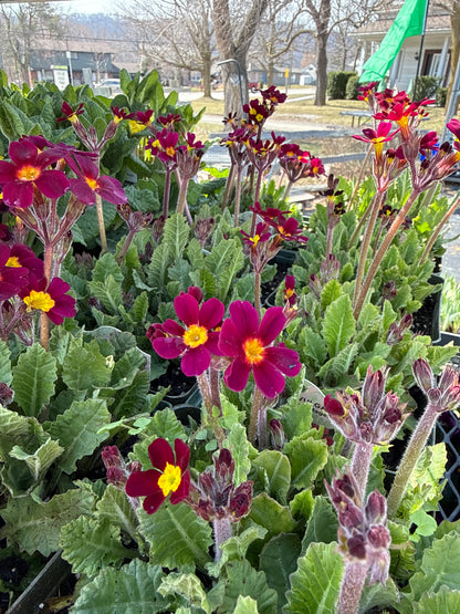 Perennial Primula