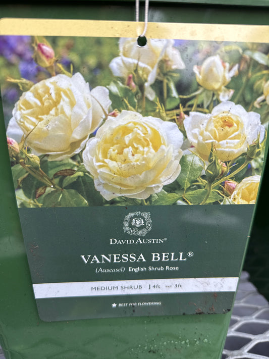 David Austin Rose 'Vanessa Bell'