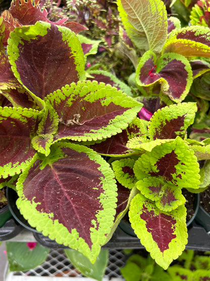 4" Kong Coleus