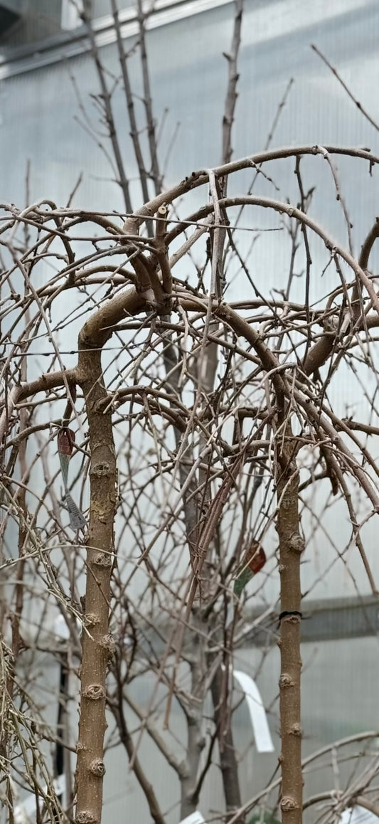 Worskhop - Tree Pruning