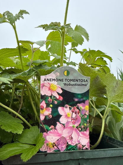 Anemone x hybrida 'Robustissima'  Japanese Anemone