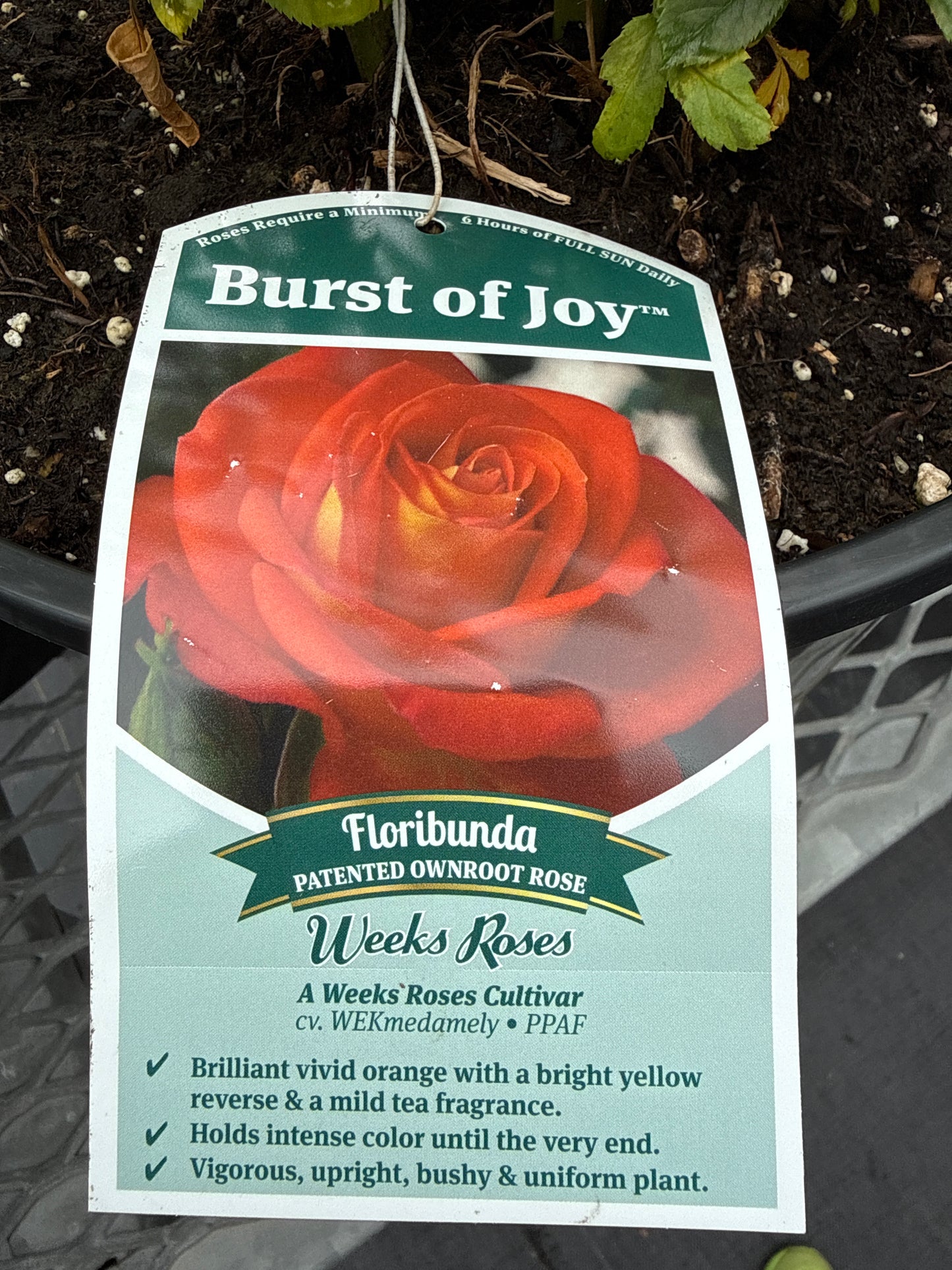 Weeks Roses 'Burst of Joy'