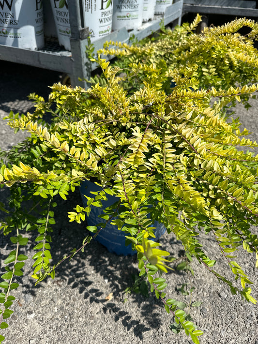 Thunderbolt Honeysuckle