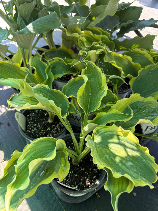 1 Gal Hosta 'Voices in the Wind'