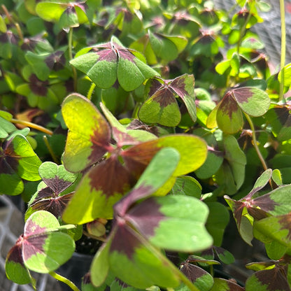 4" Potted Shamrock (Oxalis)