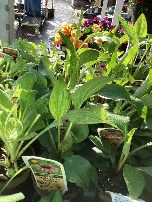 4" Purple Coneflower 'Echinacea Purpurea'