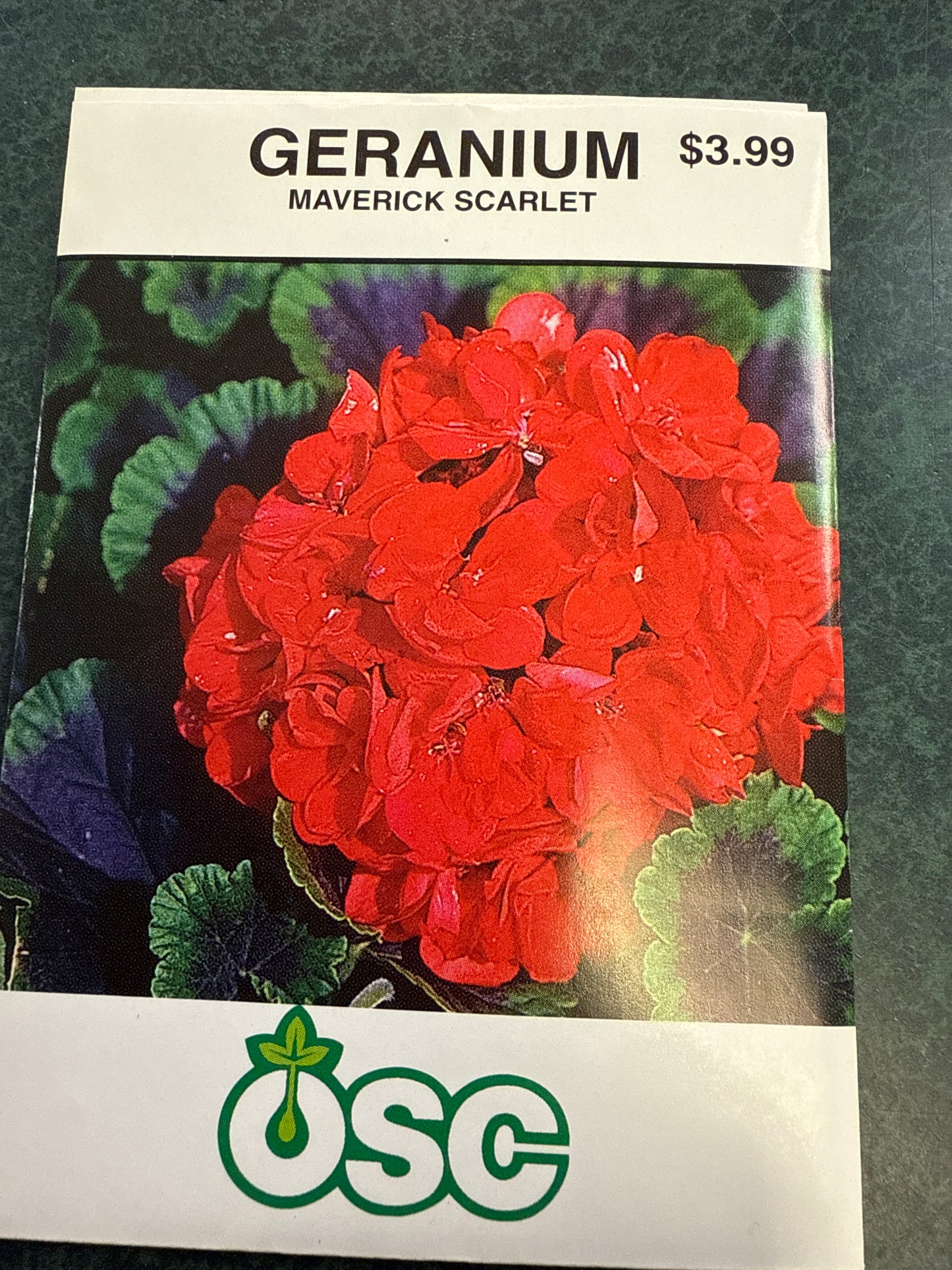 Seed - Annual (Geraniums)