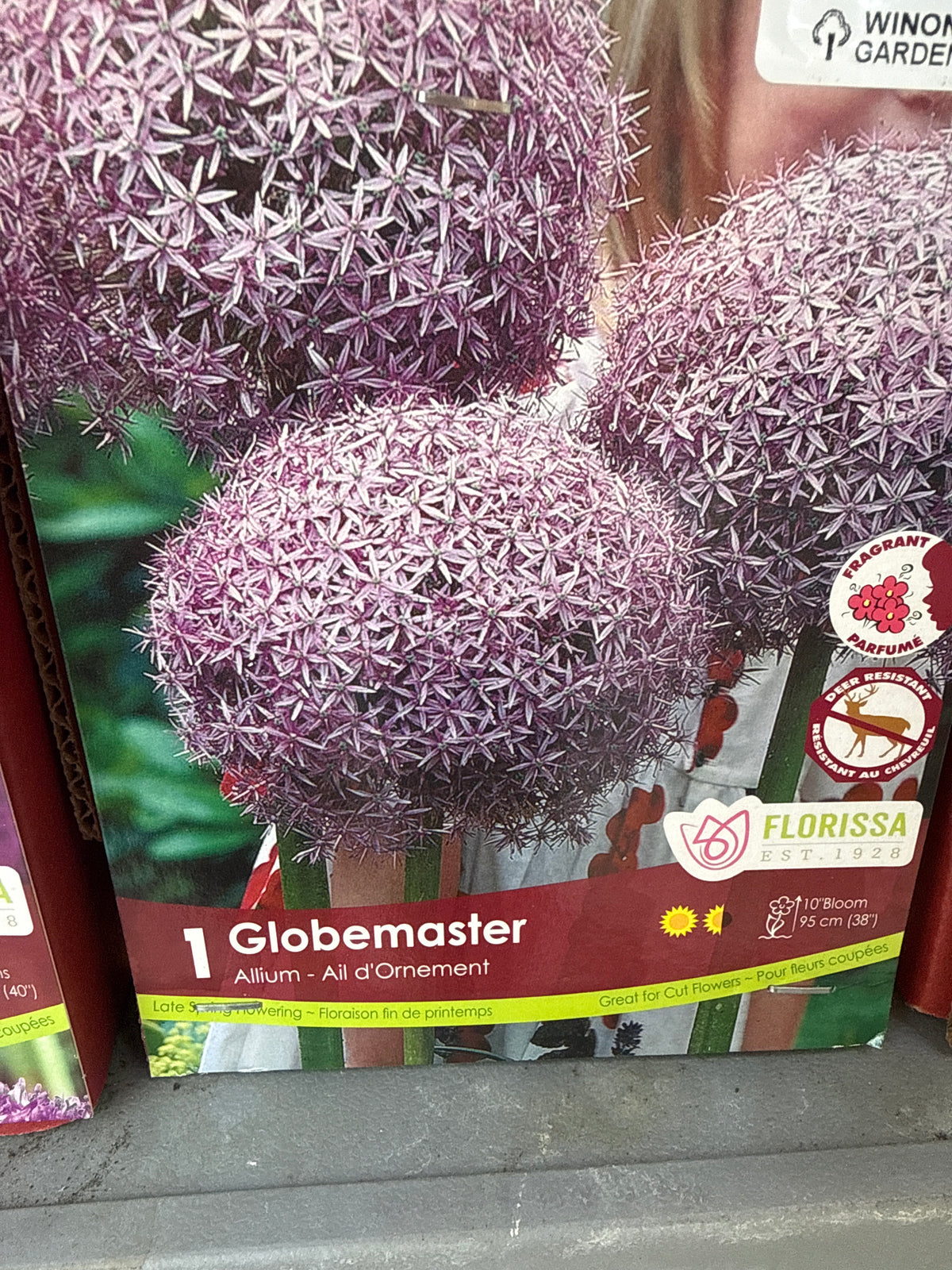Allium - Ornamental Onion bulb