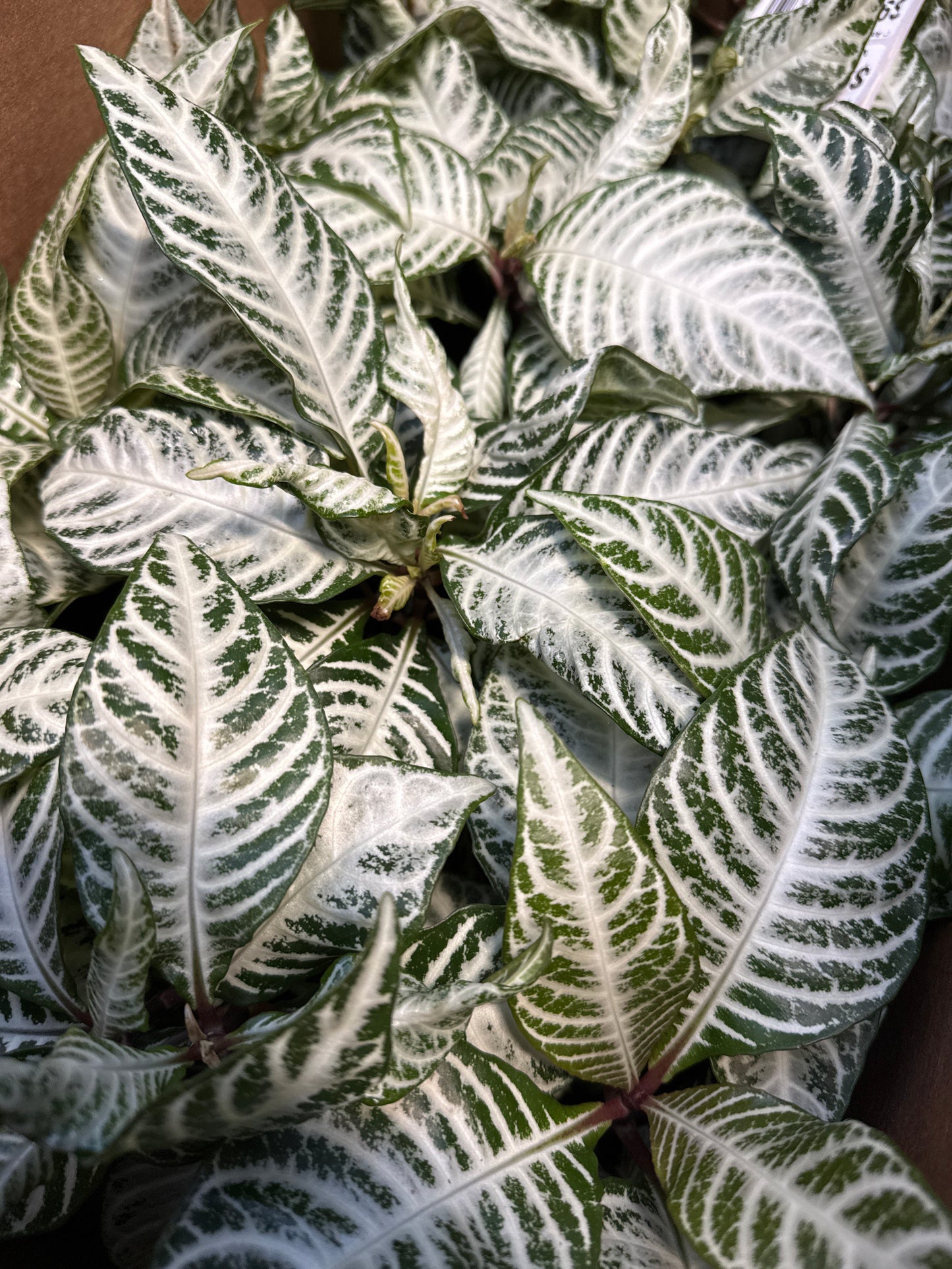 4" Aphelandra Snow White (Zebra Plant)