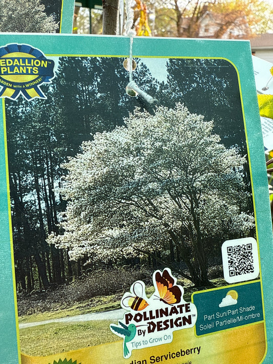 Canadian Serviceberry 'Amelanchier Canadensis'
