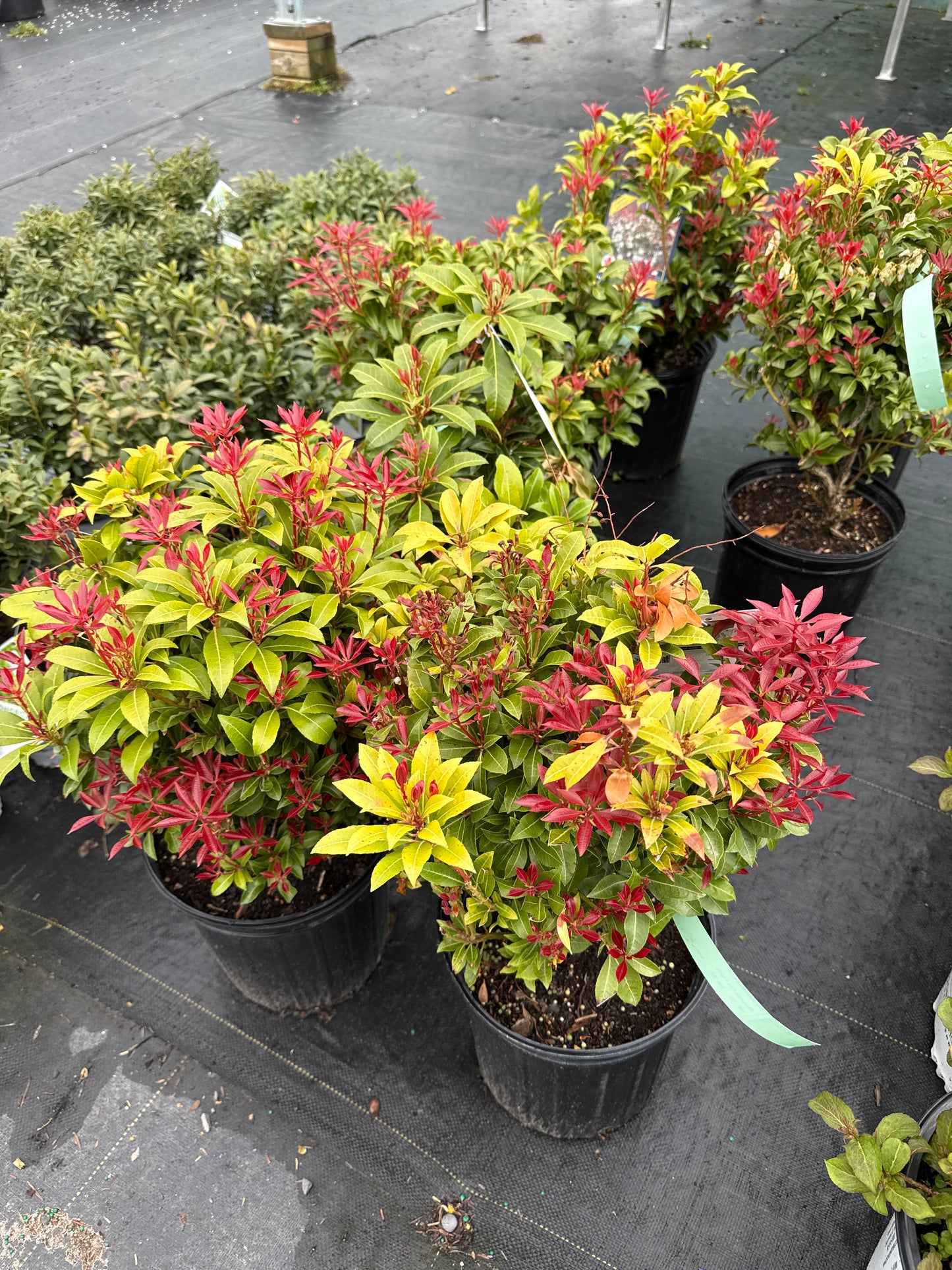 Mountain Fire 'Pieris Japonica'