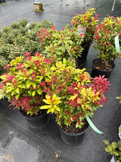 Mountain Fire 'Pieris Japonica'
