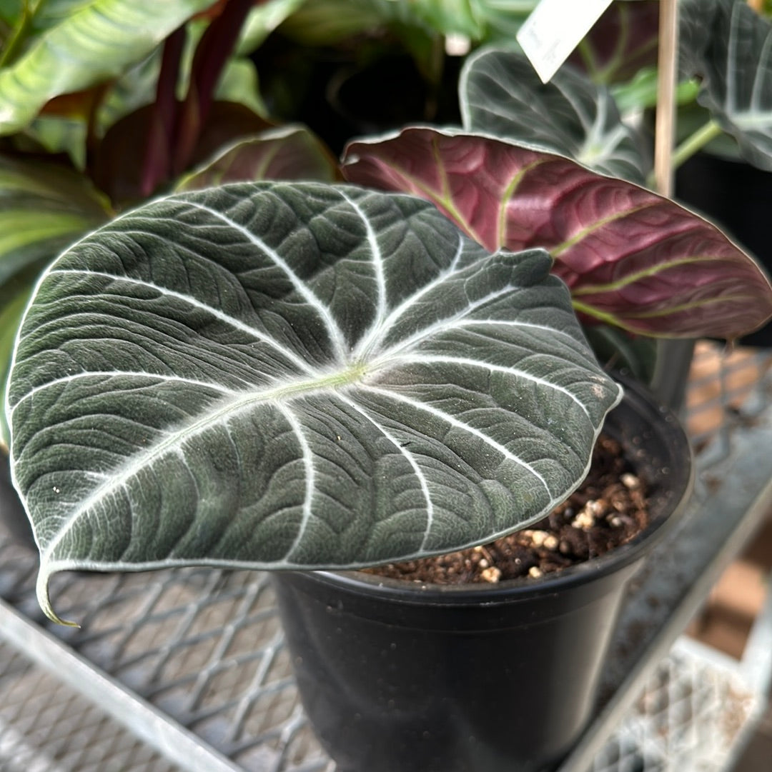 Alocasia 'Black Velvet'