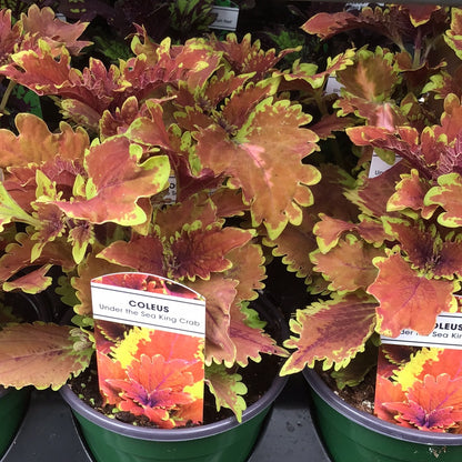 4" Coleus