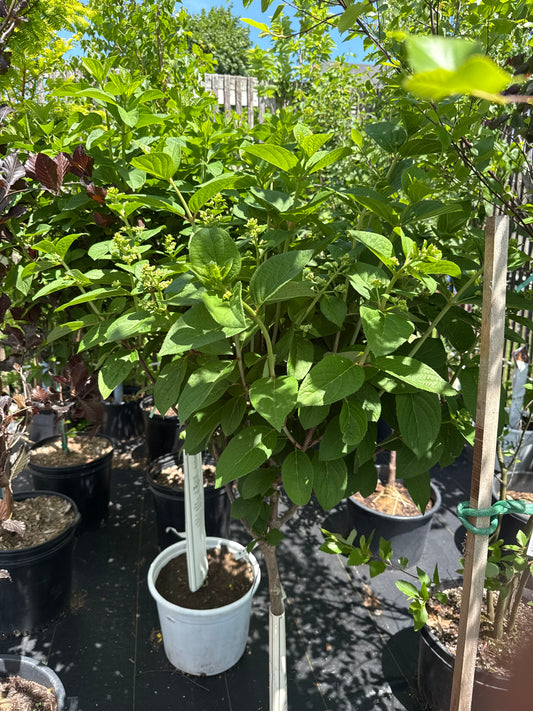 Little Quick Fire Hydrangea Standard