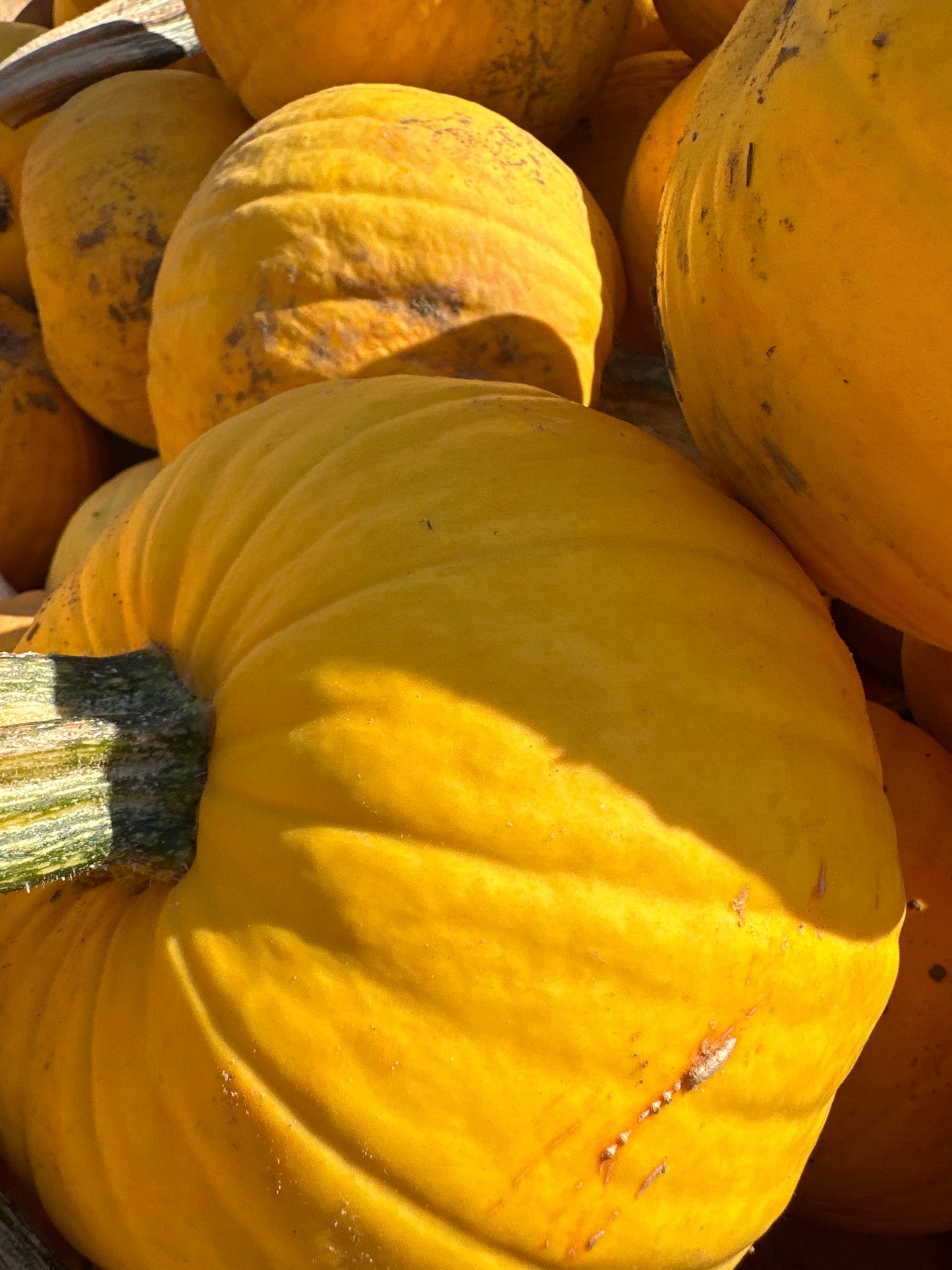 Pie Pumpkins