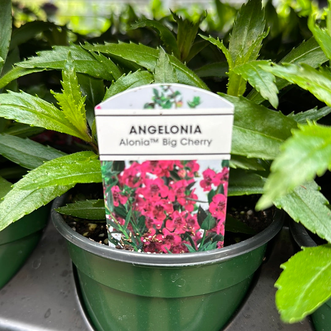 4" Angelonia