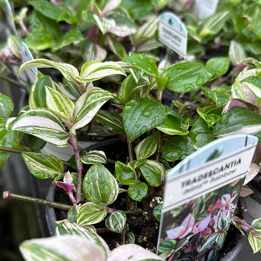 4" Tradescantia 'Wandering Dude' "Rainbow"