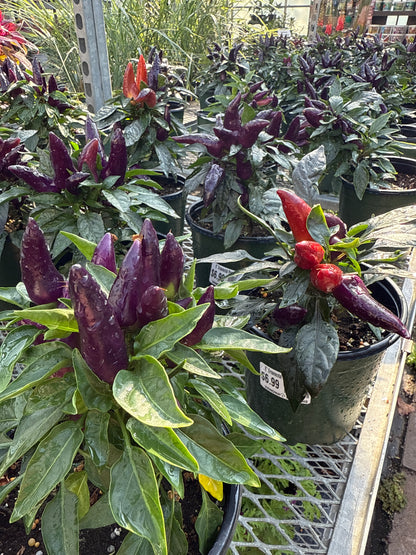 6" Ornamental Pepper