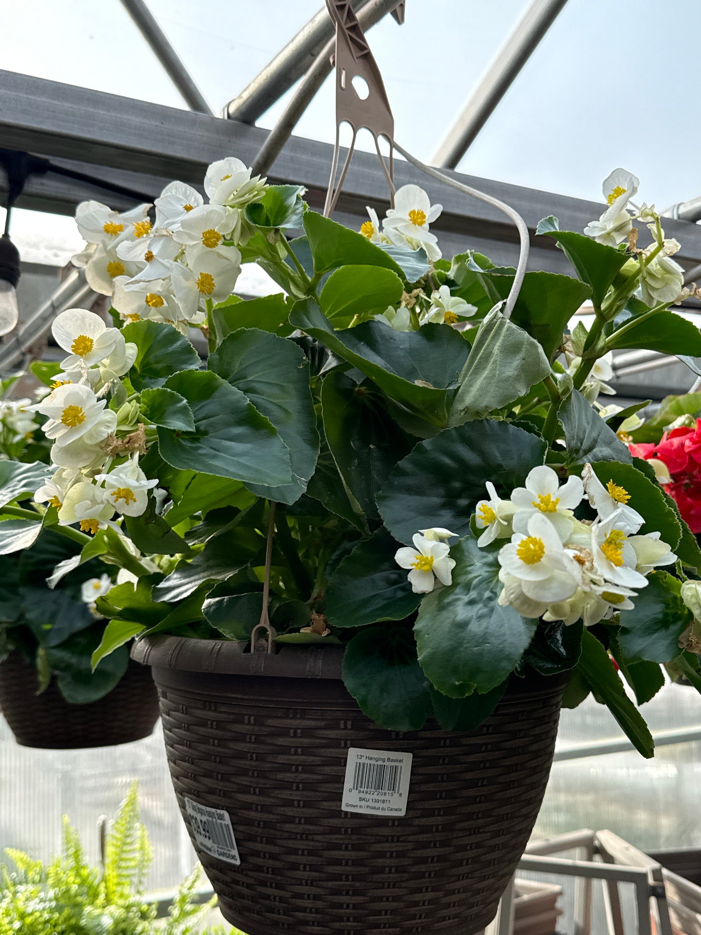 13" Viking Begonia Hanging Basket