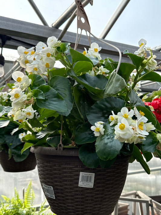 13" Viking Begonia Hanging Basket