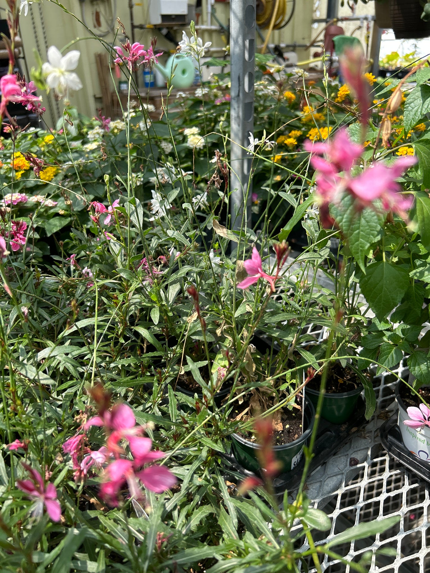 4" Gaura