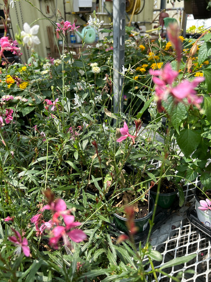 4" Gaura