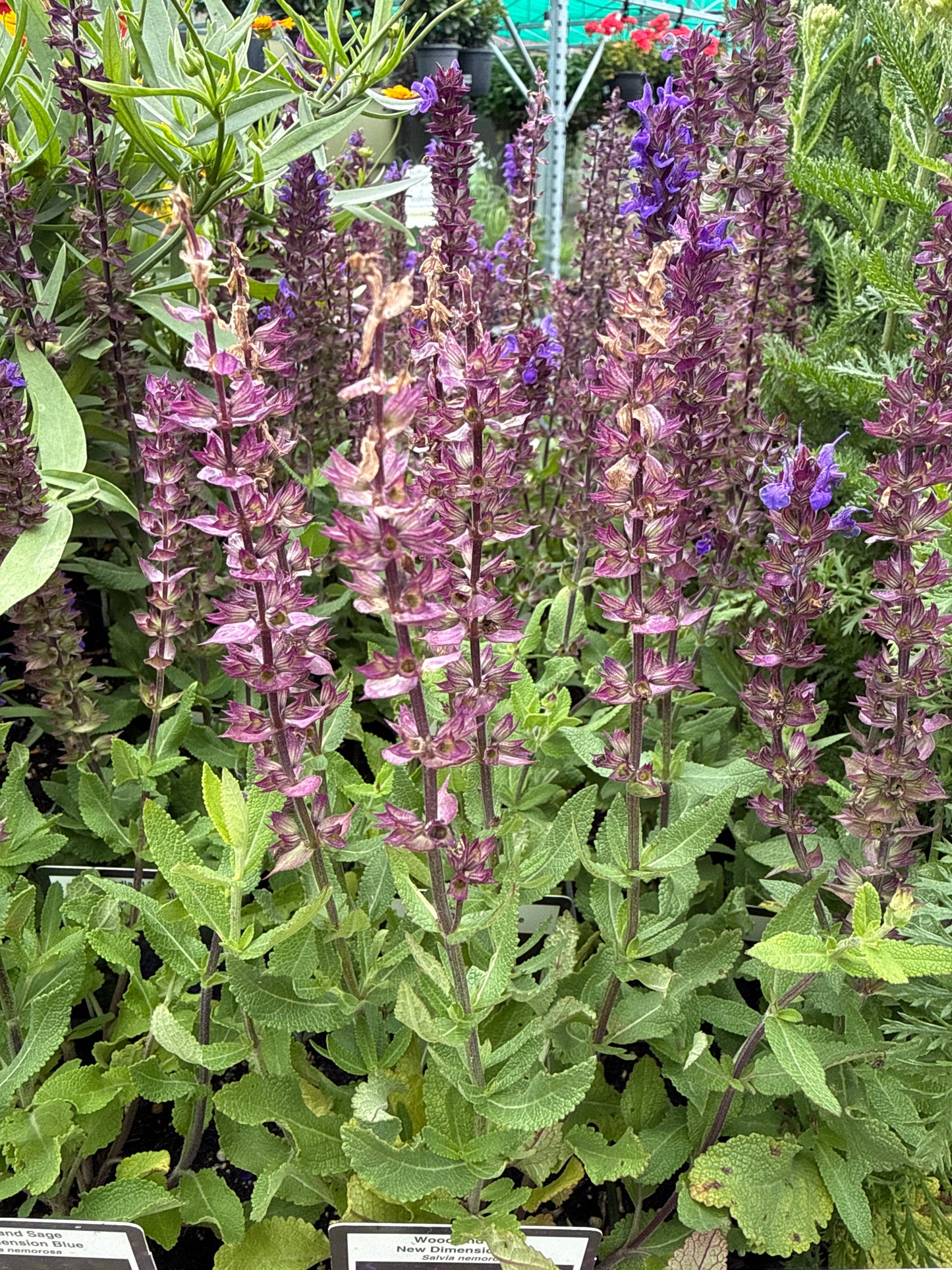 4" Perennial Sage 'Salvia'