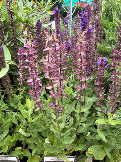 4" Perennial Sage 'Salvia'
