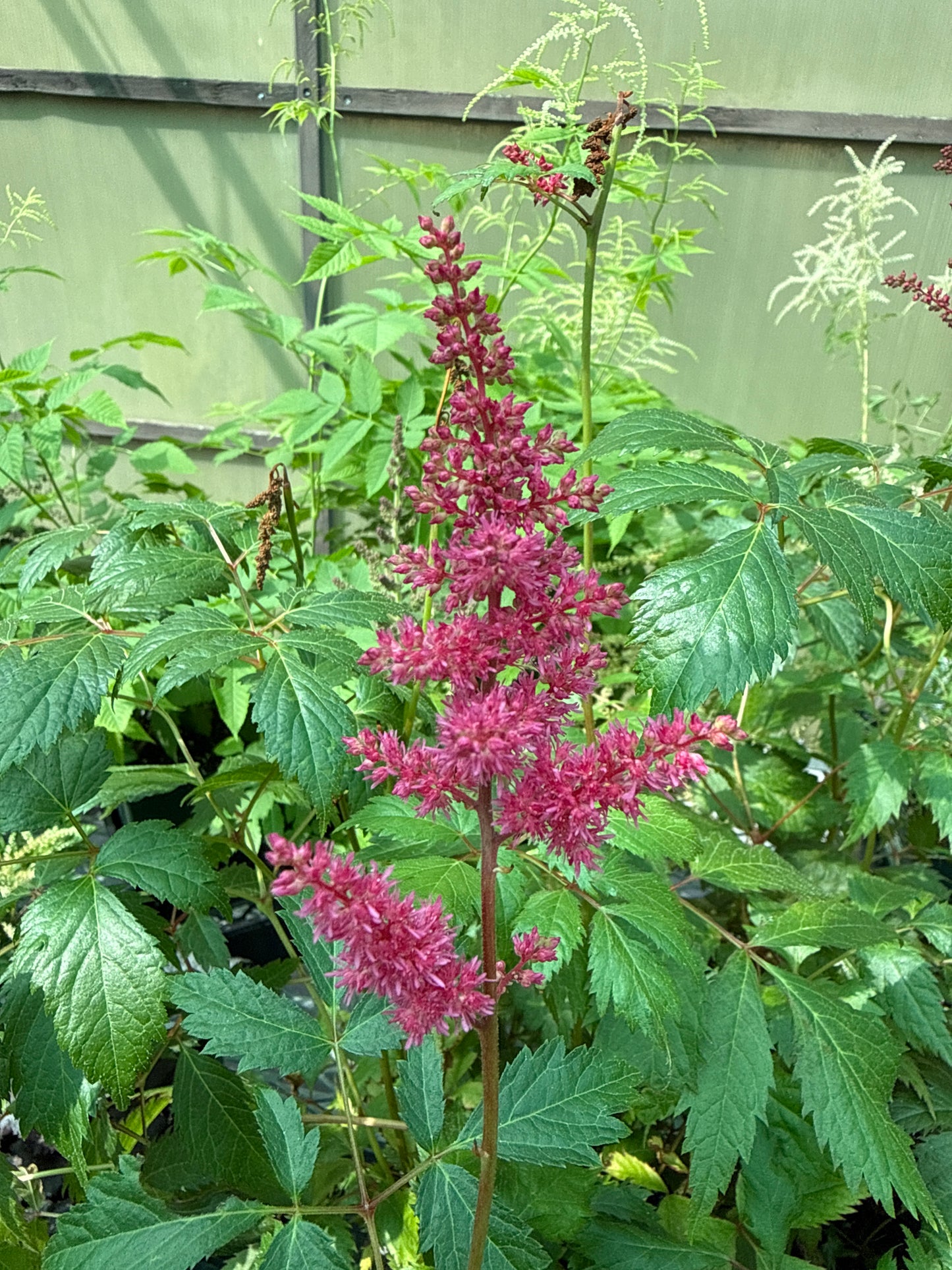 1 Gal Astilbe